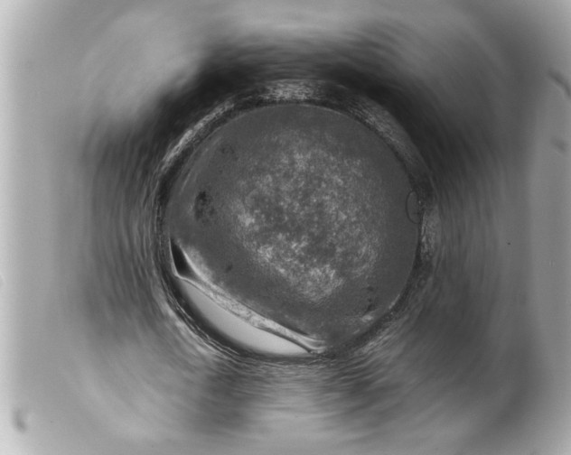 X0000099530722200805301439