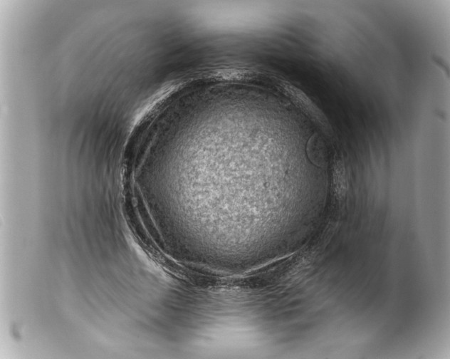 X0000099530730200805301439