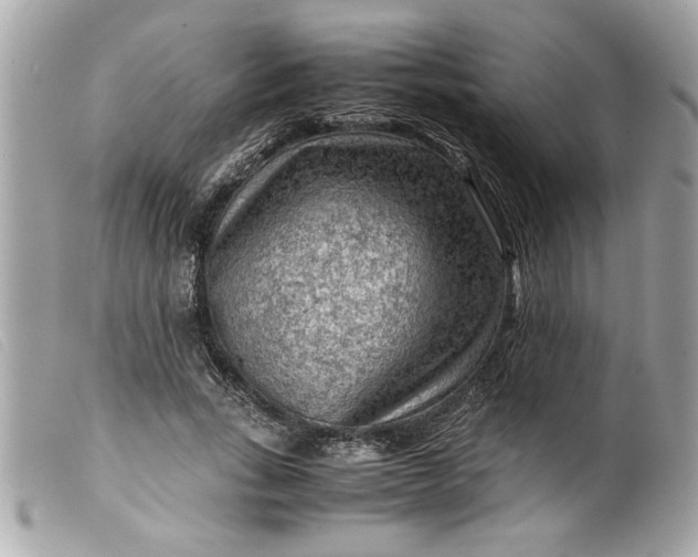 X0000099530735200805301439