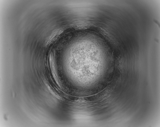 X0000099530742200805301439