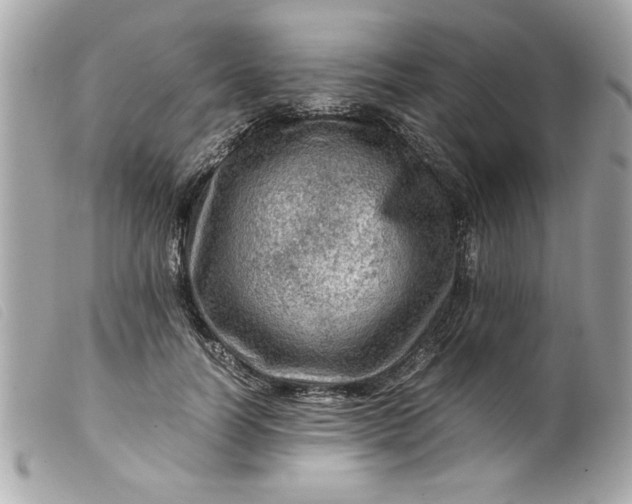 X0000099530746200805301439