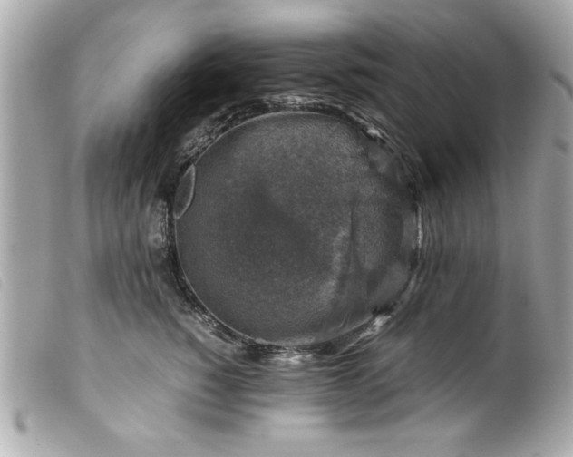 X0000099530760200805301440