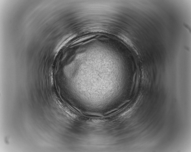 X0000099530782200805301439