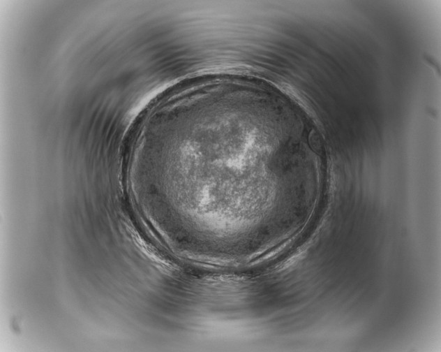 X0000099530830200805301438