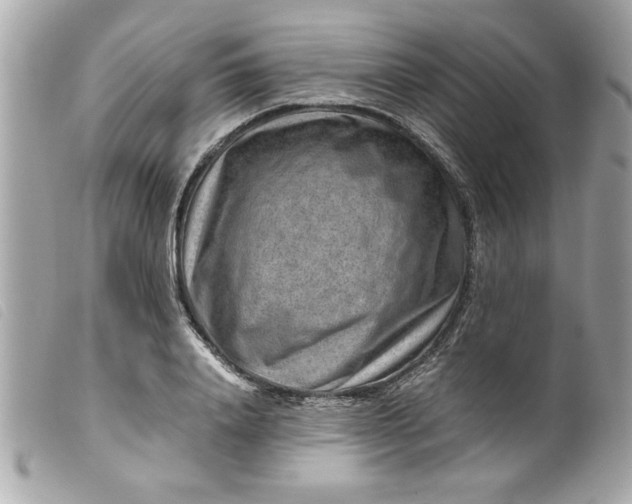 X0000099530840200805301438