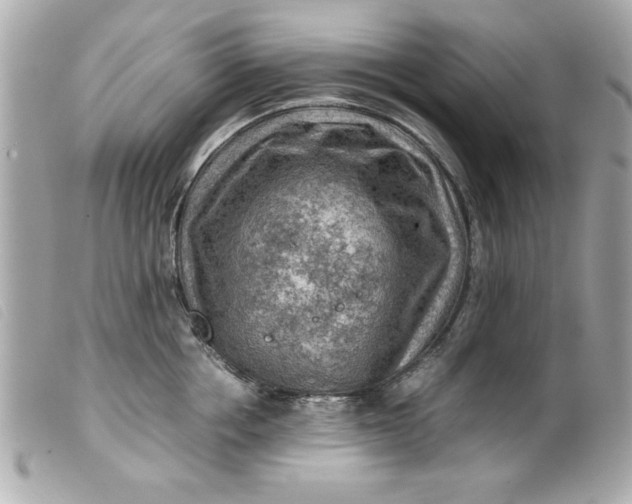 X0000099530858200805301438