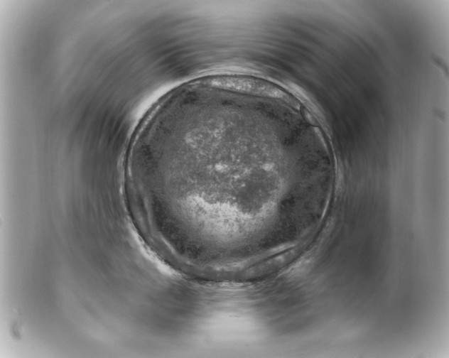 X0000099530862200805301438