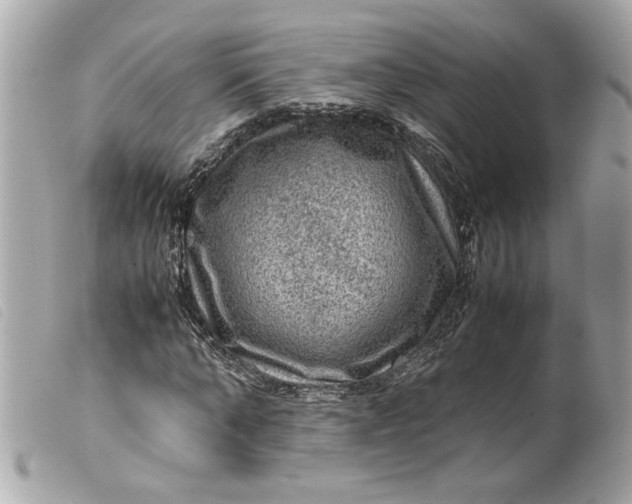 X0000099530870200805301438