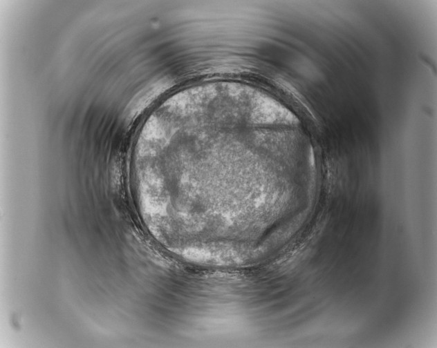 X0000099530874200805301438