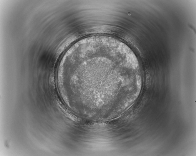 X0000099530882200805301438