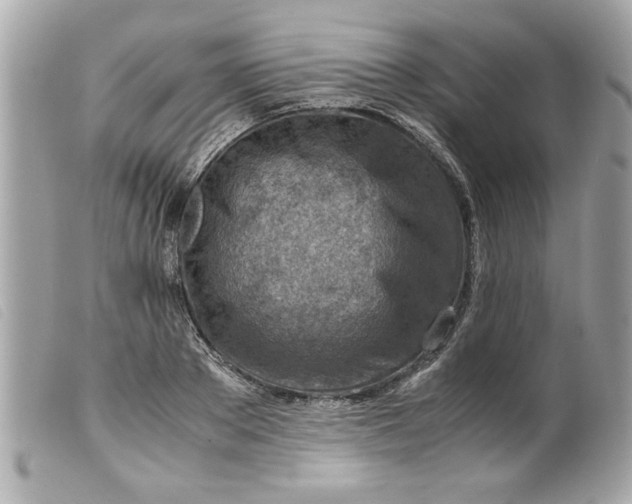 X0000099530889200805301437