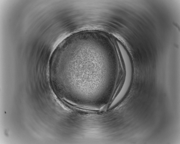 X0000099530894200805301437