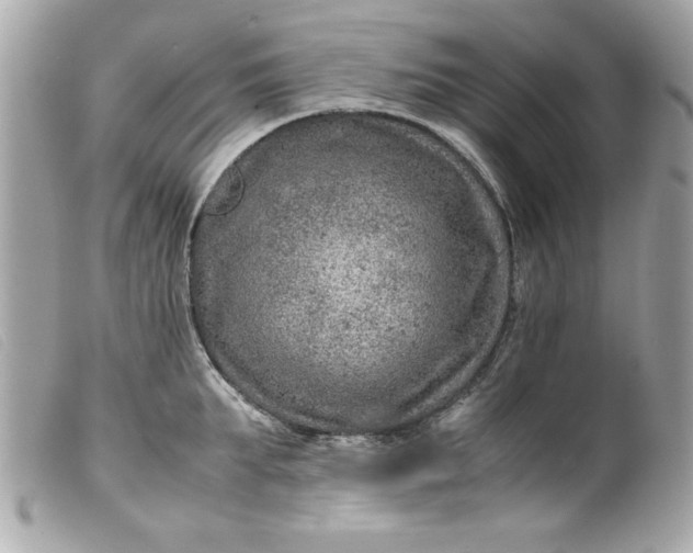 X0000099530903200805301437