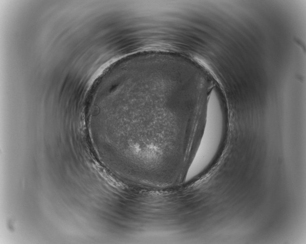 X0000099530923200805301436