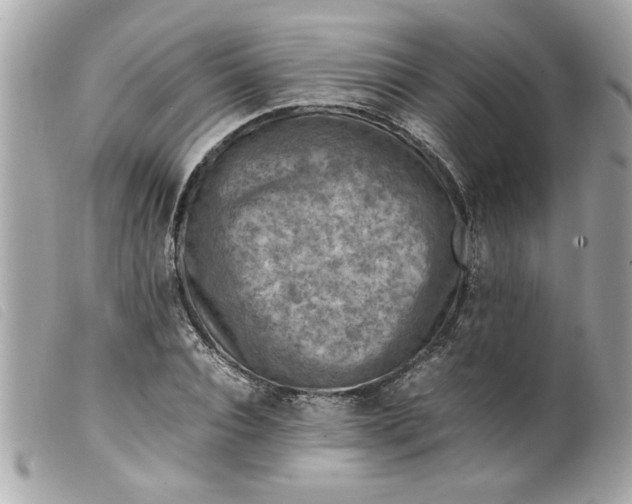 X0000099530928200805301437