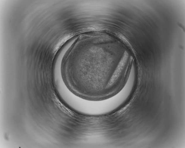 X0000099530930200805301437