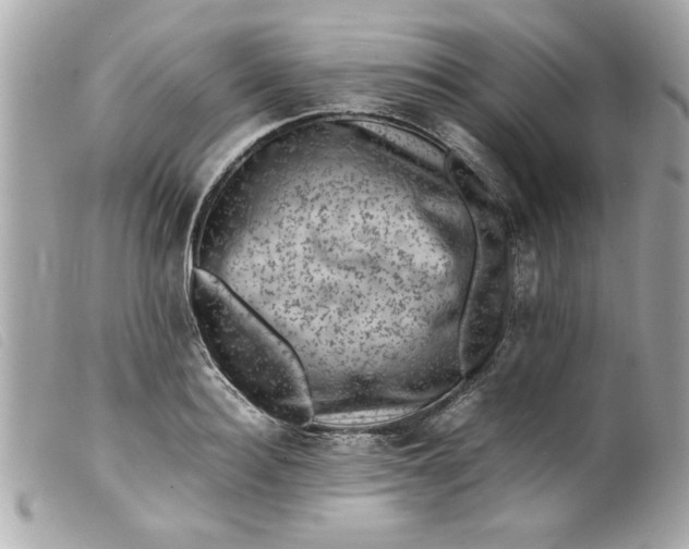 X0000099530940200805301437