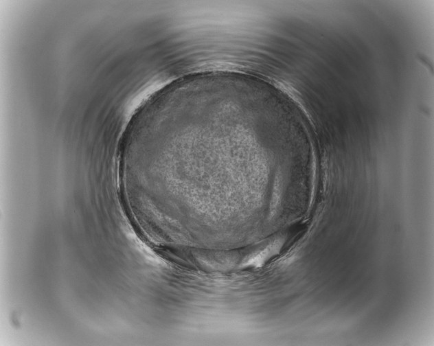 X0000099530987200805301436