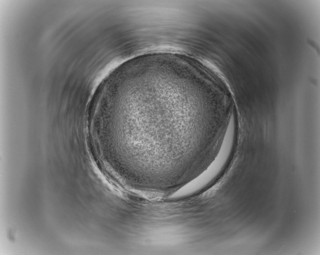 X0000099530989200805301436