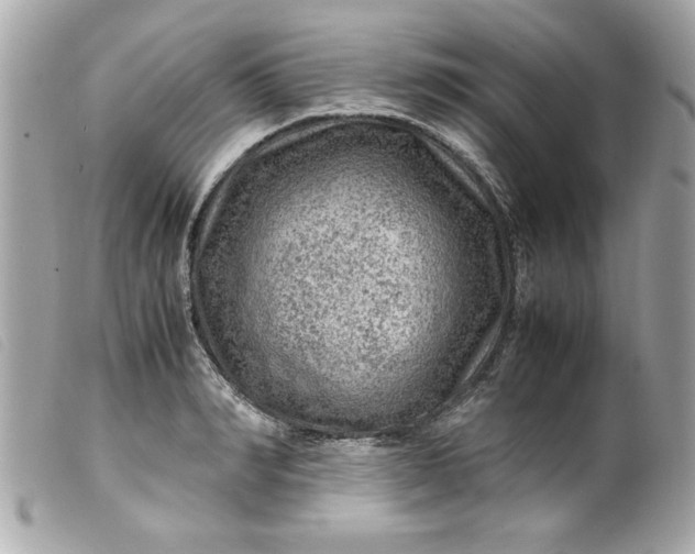 X0000099530990200805301436