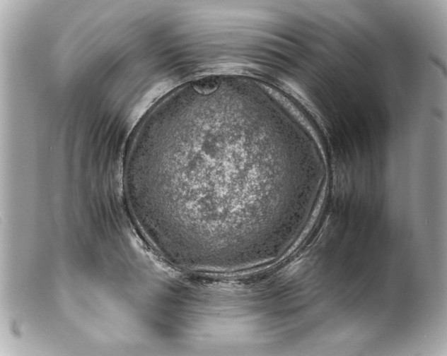 X0000099530994200805301436