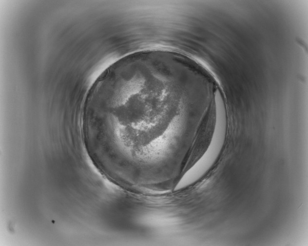 X0000099531007200805301436