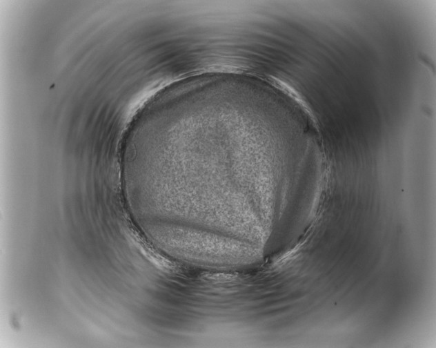 X0000099531027200805301435