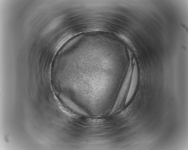 X0000099531039200805301436