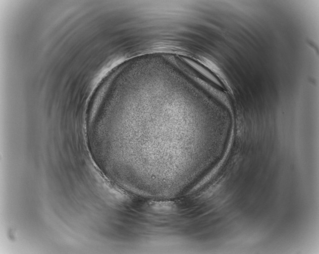 X0000099531043200805301436