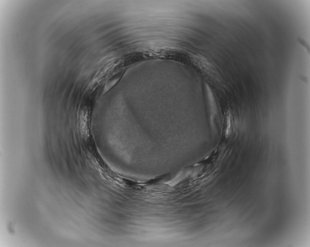 X0000099531060200805301435