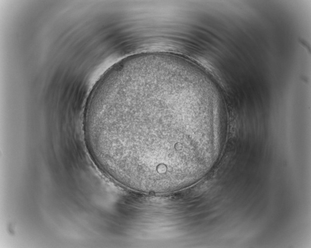 X0000099531086200805301435