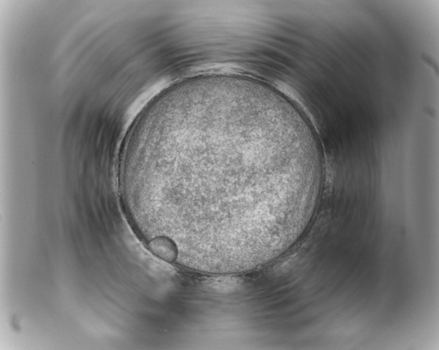 X0000099531090200805301435