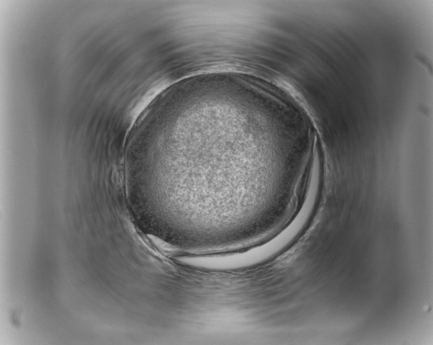 X0000099531097200805301434