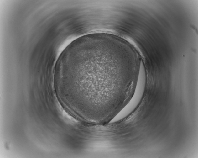 X0000099531102200805301434