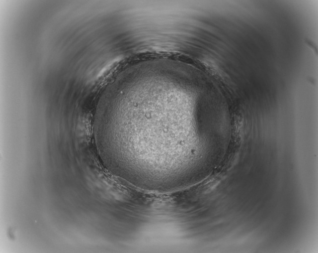 X0000099531110200805301434