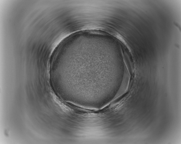 X0000099531124200805301434