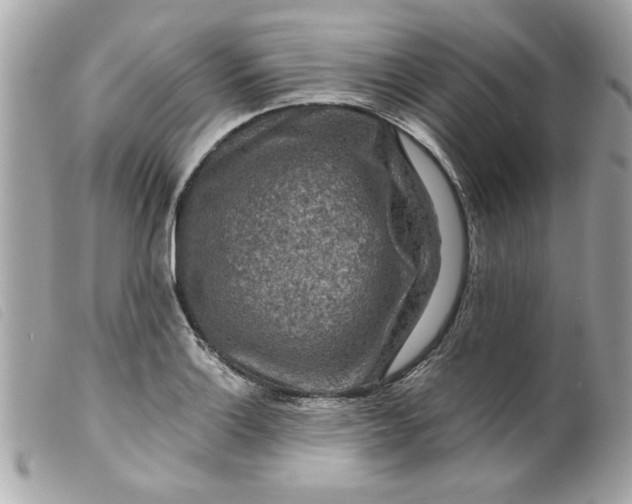 X0000099531132200805301434