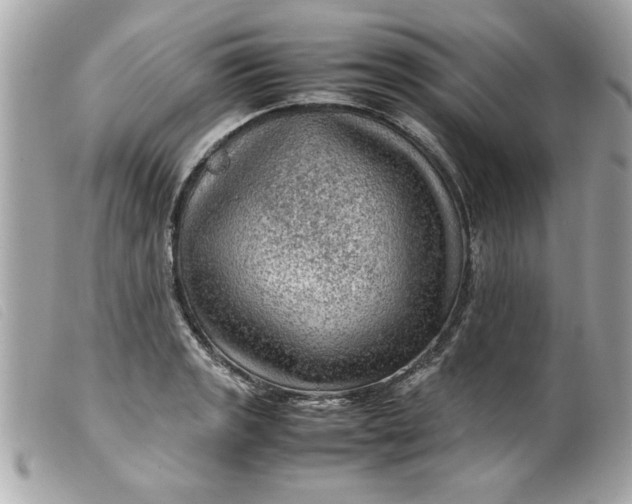 X0000099531133200805301434