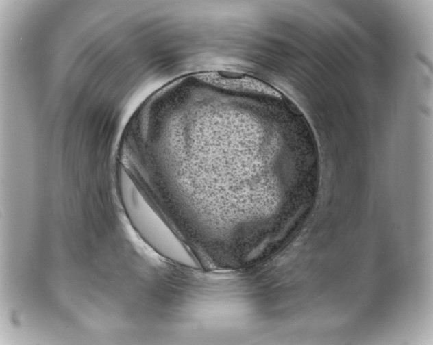 X0000099531152200805301434