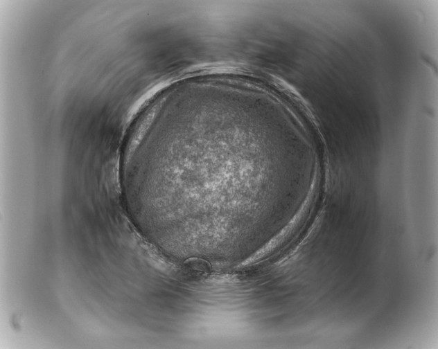 X0000099531174200805301433