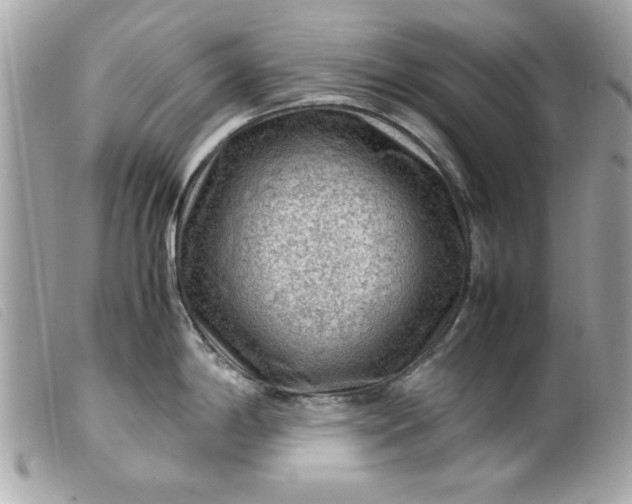 X0000099531198200805301433