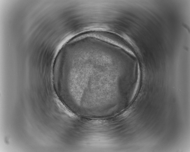 X0000099531240200805301433