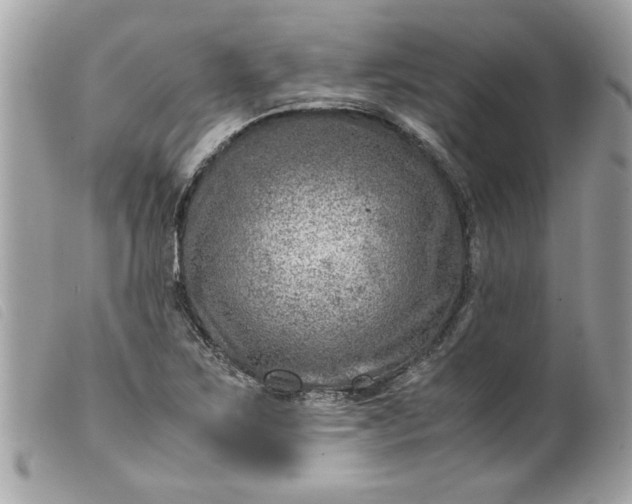 X0000099531267200805301432