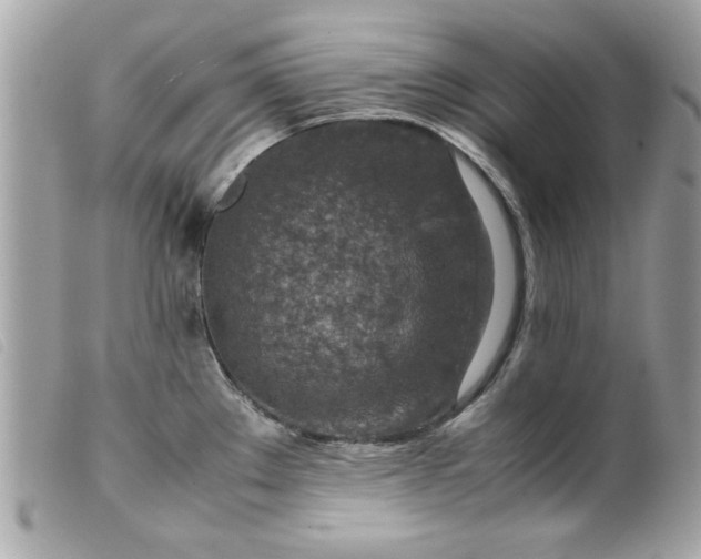 X0000099531289200805301432