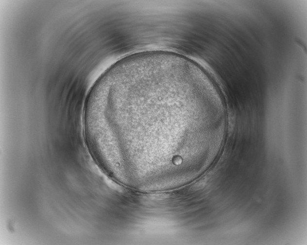 X0000099531294200805301432