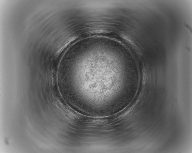X0000099531305200805301431