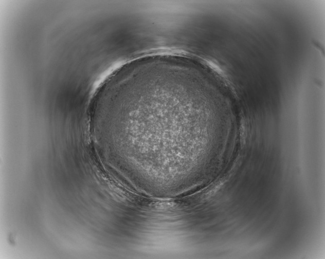 X0000099531310200805301431