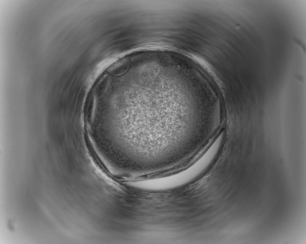 X0000099531335200805301432