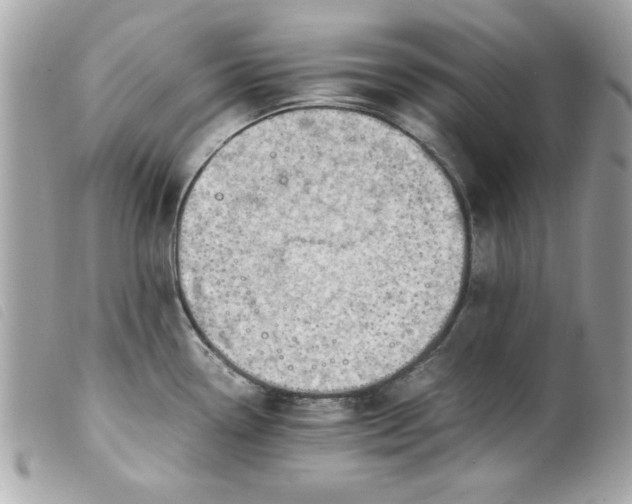 X0000099531338200805301432