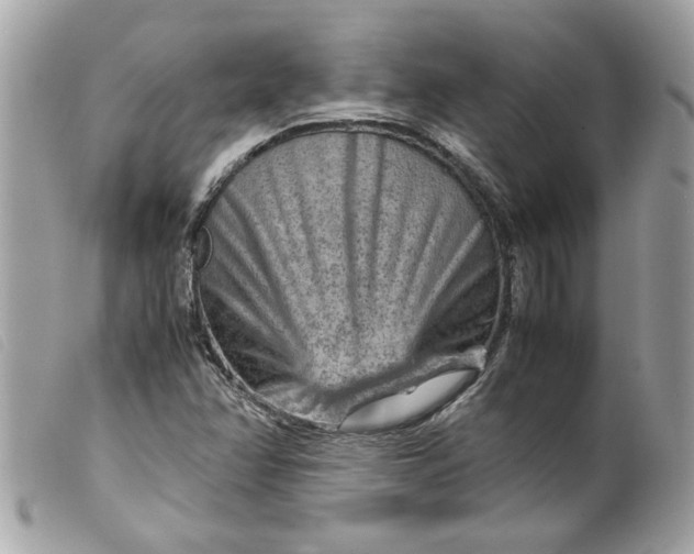 X0000099531358200805301431